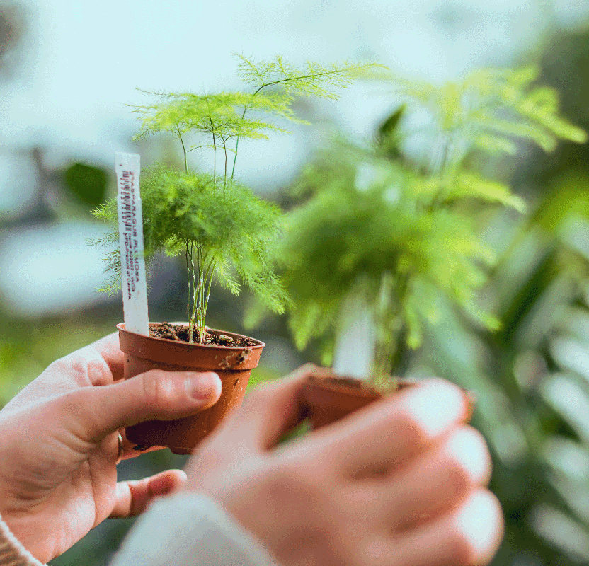 Durabilité et respect de l'environnement des jardinières en pierre